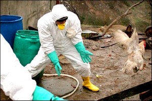  В Щелковском районе Подмосковья завершили дезинфекцию на птицефабрике, где была зафиксирована вспышка птичьего гриппа 