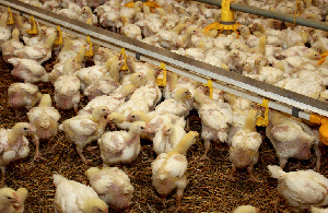 «Шекснинская птицефабрика» попала в топ-400 мировых производителей мяса бройлера