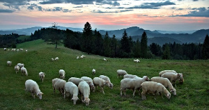 Овцеводство стало приоритетным направлением развития АПК Хакасии