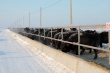 ООО «Брянская мясная компания» увеличит производство говядины
