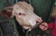 Вступление России в ВТО даст мощный толчок развитию мясного животноводства в Челябинской области