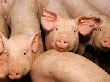 Глава Краснодарского края потребовал перевести все свинофермы региона на закрытое содержание животных