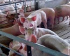Ульяновский свинокомплекс расплатится за долги поросятами