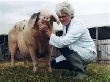 РФ может запретить ввоз племенных свиней из Дании