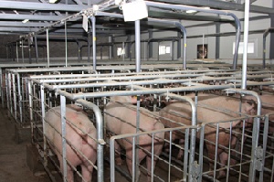 В Волгоградской области может появиться крупный свиноводческий холдинг