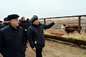 Экономика Саратовского АПК будет прирастать мясным скотоводством
