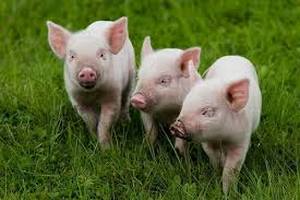  Свиноферма в ЕАО ответит за ненадлежащий уход за поросятами 