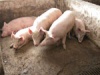 Челябинской области угрожает африканская чума свиней. КТО виноват