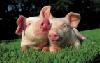ОАО «ГРУППА ЧЕРКИЗОВО» увеличивает производственную мощность в сегменте свиноводства на 50 тыс. тонн к 2012 году