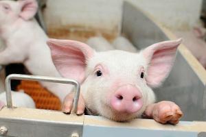 На Кубани построят свиноводческий комплекс за 1,6 млрд рублей