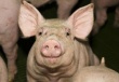 Приамурье: работники фермы скрыли, что свиньи переболели ящуром