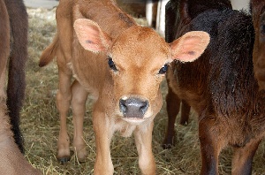 Животноводы Калмыкии готовятся к началу расплодной кампании