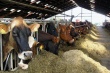 В Кабардино-Балкарии увеличилось производство продукции животноводства
