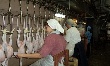 Судьбу вологодских птицефабрик решают в Москве 