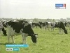 Животноводческие хозяйства региона начали летне-пастбищный период содержания скота