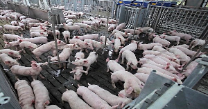 «Мерси Агро Сахалин» бесперебойно снабжает жителей острова свежей свининой