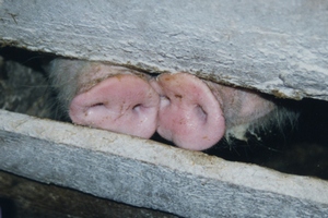 Около 400 свиней спасено при тушении крупного пожара на свиноферме в Оренбуржье