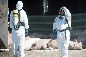 Ветеринары исследуют на АЧС выброшенные у дороги в Подмосковье туши свиней
