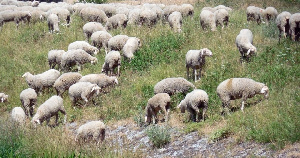 Правительство Северной Осетии разработало республиканскую программу поддержки овцеводства