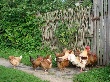 Убойные инвестиции удвоят производство курятины