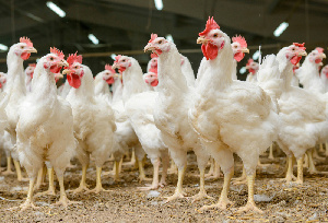 Беларусь запретила ввоз продукции птицеводства из Краснодарского края