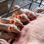Официальный представитель Китая призывает фермеров сократить поголовье свиноматок