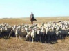 Животноводы Казахстана страдают от неравной конкуренции в ТС