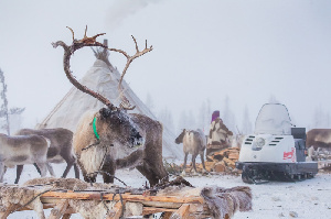 В оленеводческих кооперативах НАО стартовала убойная кампания