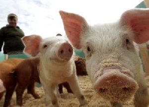 Сельхозпроизводители Волгоградской области с оптимизмом оценивают перспективы АПК