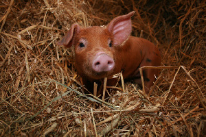 Биологическая безопасность продукции и развитие отрасли животноводства в России