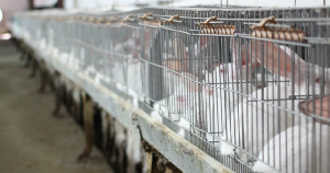 Фермер из Кабардино-Балкарии поставляет крольчатину для детского питания