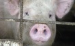 Россельхознадзор запретил ввоз свинины из Киевской области Украины.