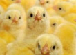 Современные методы борьбы со стрессами в птицеводстве: от антиоксидантов к сиртуинам и витагенам