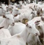 Последние годы подотрасль овцеводства и козоводства развивается с положительной динамикой