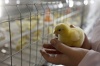 Среднеуральские птичники могут остаться государственными