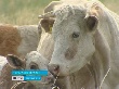 В хозяйствах Оренбуржья во всех категорий снизилось поголовье коров