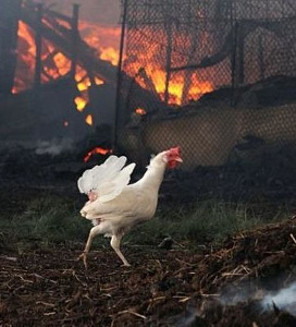 В Саратовской области ликвидировали пожар на птицефабрике В Саратовской области ликвидировали пожар на птицефабрике