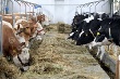 В Краснодарском крае построят животноводческую ферму за 250 млн рублей