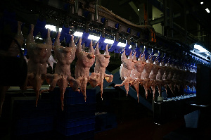 Курица или яйцо: секреты новосибирской птицефабрики