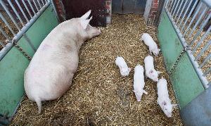 Российские ученые разрабатывают препарат для снижения уровня стресса у свиней и поросят