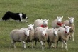 Более тысячи пастухов ворвались во двор парламента Румынии
