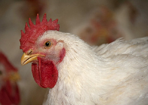 Казахстан: Алматинские птицеводы ждут поддержки государства