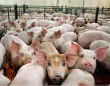 Минсельхоз России провел анализ развития подотрасли свиноводства за 2014 год.