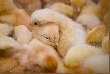 Томская птицефабрика будет производить на 30-40% больше мяса курицы в год Томская птицефабрика будет производить на 30-40% больше мяса курицы в год