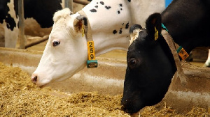 Инвесторы из США планируют построить комплекс для производства говядины в Казахстане