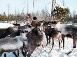 Ямальскую оленину ценят не только в округе, но и далеко за его пределами