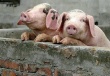 Нижегородская область приобрела официальный статус благополучия по африканской чуме свиней