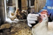 Птицеводы США не спешат отказываться от антибиотиков