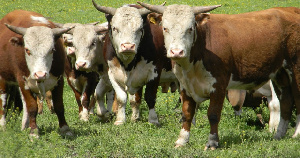 Мясное скотоводство становится приоритетным в Магаданской области