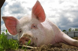 Великолукский мясокомбинат уничтожит из-за АЧС более 20 тыс. свиней в Псковской области